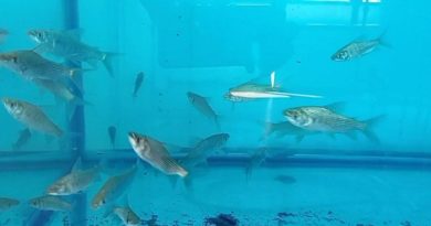 Impulsan reproducción de especies reofílicas con alevines producidos en 2024