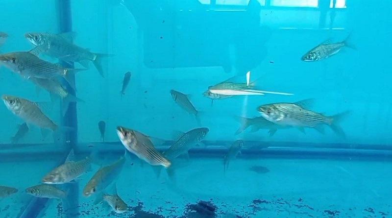 Impulsan reproducción de especies reofílicas con alevines producidos en 2024