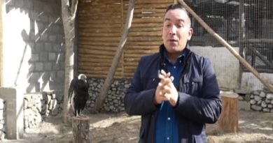 Activan Centro de Reproducción y Rehabilitación del Cóndor de los Andes