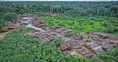 Científicos identifican causas de degradación de bosques a escala mundial