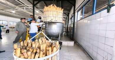 Comienzan pruebas de producción de palmitos en Delta Amacuro