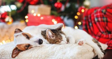 consejos-veterinarios-cuidar-mascota-tener-navidad-segura