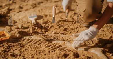 Descubren en China restos de una nueva especie de dinosaurio