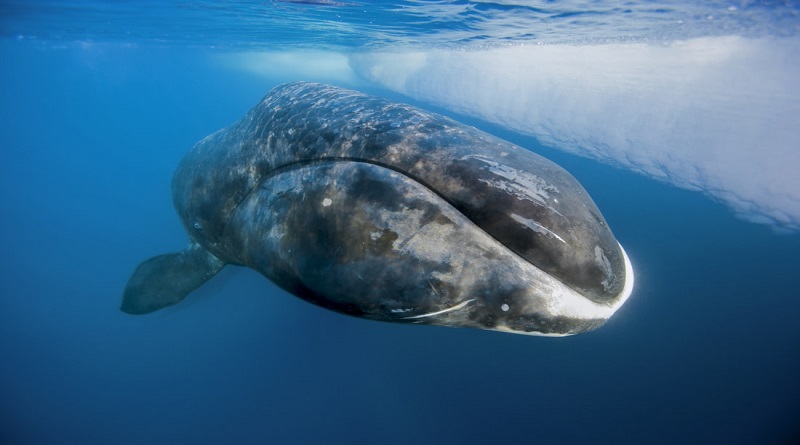 Estudio revela que algunas ballenas pueden aumentar esperanza de vida