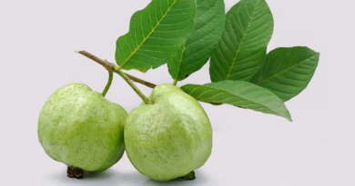 Propiedades y beneficios de la hoja de guayaba para la salud