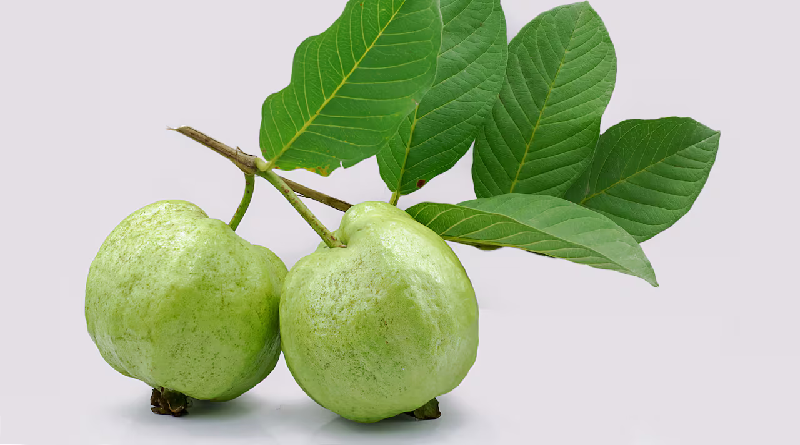 Propiedades y beneficios de la hoja de guayaba para la salud