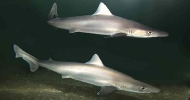 Logran primer caso de nacimiento de cinco tiburones cazón en cautiverio