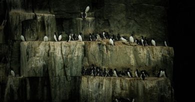 Científicos revelan causa de muerte masiva de aves en el Pacífico