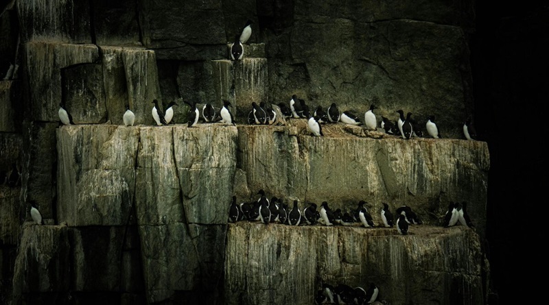 Científicos revelan causa de muerte masiva de aves en el Pacífico