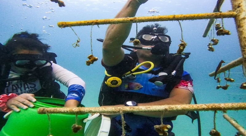 Costa de Carabobo se reaviva con caballitos de mar y siembra de corales