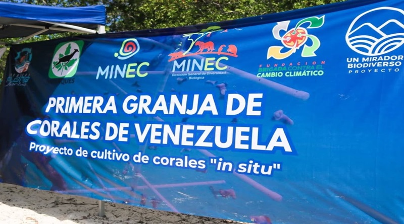 Costa de Carabobo se reaviva con caballitos de mar y siembra de corales