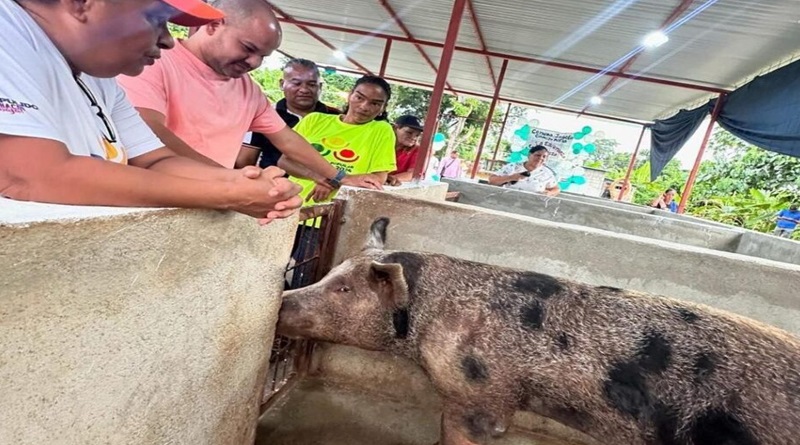 Comuna en Santa Teresa del Tuy estrena granja porcina tras Consulta Nacional