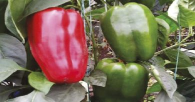 Científicos venezolanos exploran cultivos sostenibles del pimentón