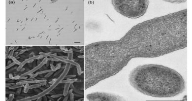 ¿Sabe qué le hace el café a su microbiota instetinal?