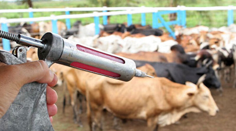 Aplican dosis de vacuna contra fiebre aftosa en Camaguán
