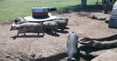 Proyecto de cría avícola - porcina avanza con éxito en Cojedes