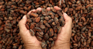 Centro Nacional de Tecnología Química se enfoca en mejorar calidad del cacao