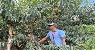Servidores públicos de Insai inspeccionan cosecha de duraznos en Táchira