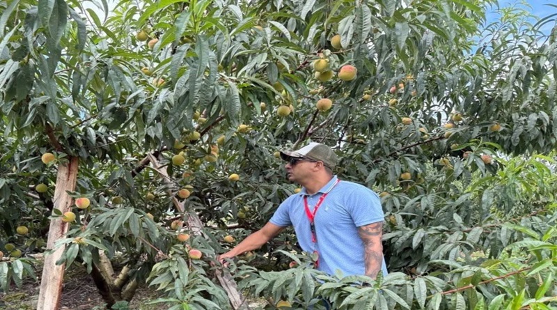 Servidores públicos de Insai inspeccionan cosecha de duraznos en Táchira