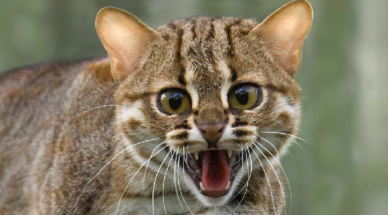 Encuentran restos de un gato que cabía en la palma de la mano
