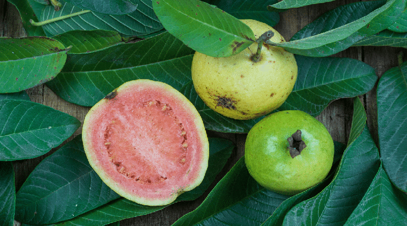 Consumir guayaba ayuda a regular los niveles de azúcar en la sangre