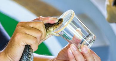 Proteínas diseñadas con IA neutralizan las toxinas del veneno de cobra