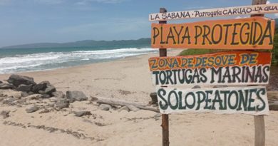 Playas de La Sabana en Caruao preservan desove de tortugas marinas