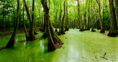 Estudio científico revela el equilibrio de los pantanos tras el cambio climático