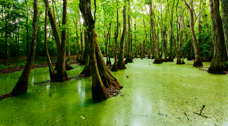 Estudio científico revela el equilibrio de los pantanos tras el cambio climático