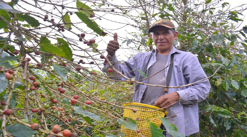 Plan Comunal de Café impulsará el desarrollo de la caficultura en Venezuela