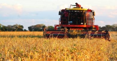 Guárico avanza en la siembra de 25 hectáreas frijol para el pueblo