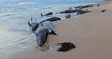 mas-ballenas-varadas-playa-australia