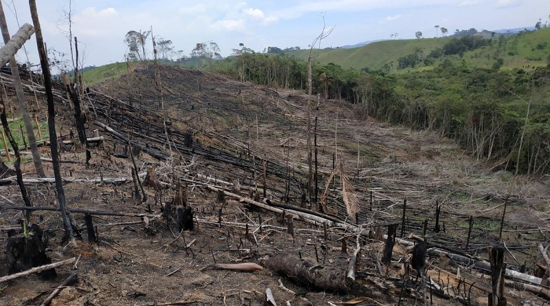 Deforestación aumentó 35 por ciento en Colombia durante 2024