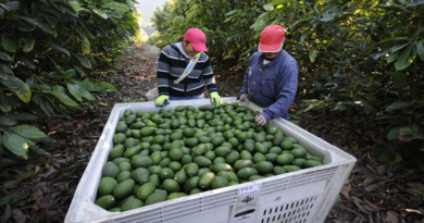 Aguacate de Yaracuy conquista nuevos mercados internacionales