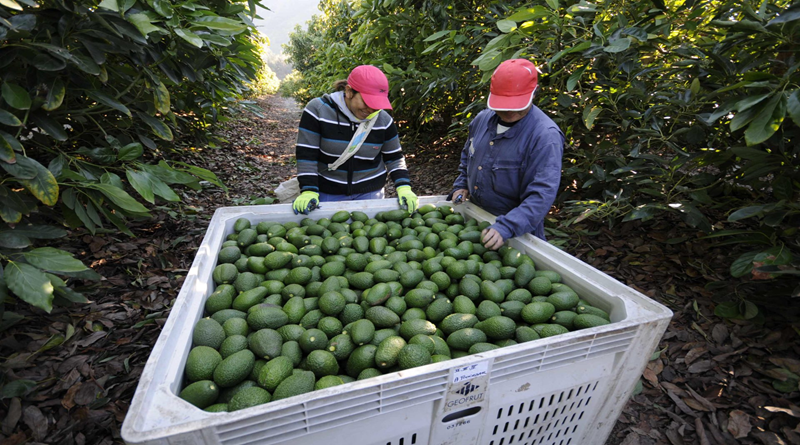 Aguacate de Yaracuy conquista nuevos mercados internacionales