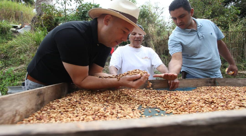 Miranda impulsa producción de café de alta calidad y sostenible de la región