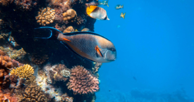 Descubren que los peces salvajes pueden reconocer a humanos por su ropa