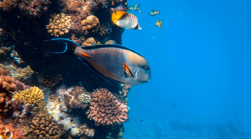 Descubren que los peces salvajes pueden reconocer a humanos por su ropa