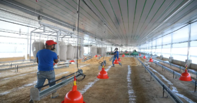 Avanzan acuerdos para incrementar producción de pollos en Yaracuy