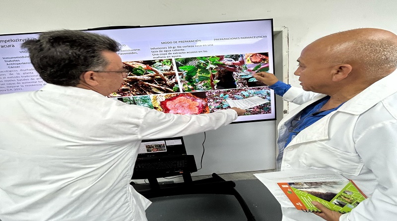 Avanza investigación de té con propiedades anticancerígenas en Amazonas