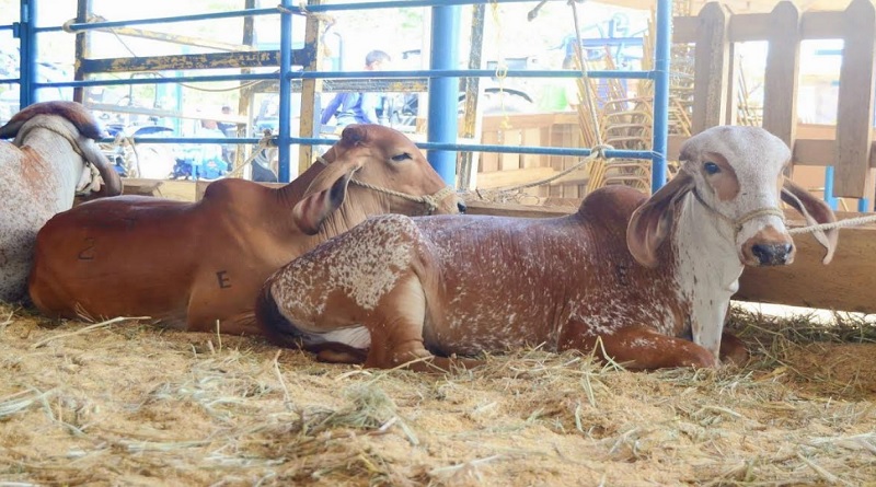 Inaugurada la edición 32 de las ferias Agropecuarias en Zaraza