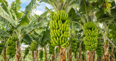 plátano