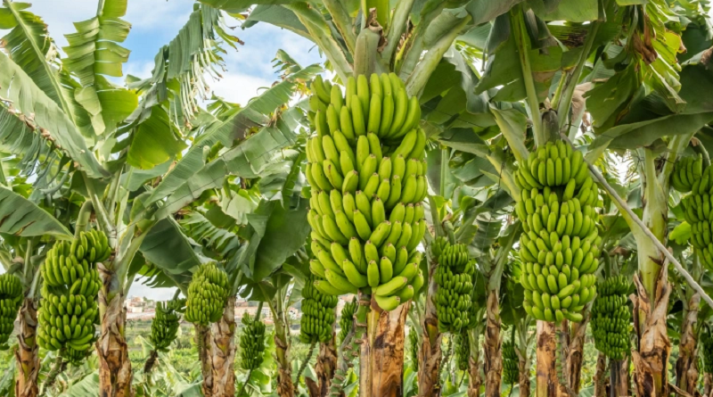 plátano