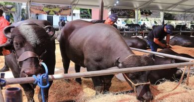Expoferia Nacional Bufalina-Caprina-Ovina 2025 llegará a Caracas