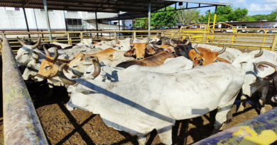 Guárico se posiciona como potencia agrícola y ganadera de Venezuela