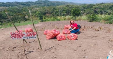 Productores de Falcón logran exitosa cosecha de papa