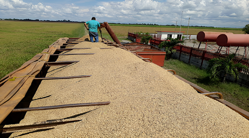 Inicia cosecha del ciclo Norte Verano de arroz en Portuguesa con miradas a exportar