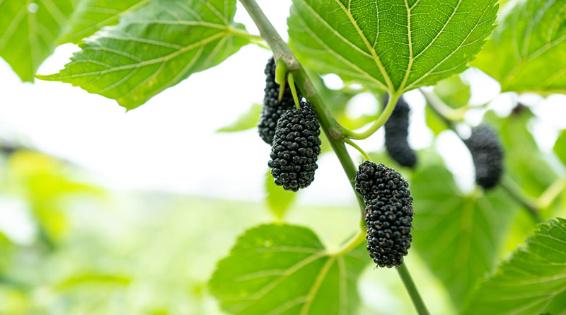 Propiedades de las hojas de mora son una fuente de bienestar para la salud integral