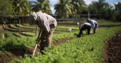 Invitan a conversatorio sobre manejo sanitario y espacios agrícolas en Aragua