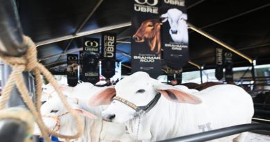 Presidente Maduro lidera 48° Feria Nacional del Cebú y sus cruces